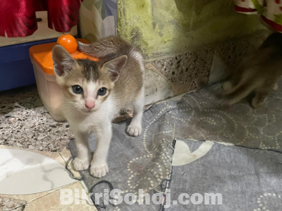 দেশি বিড়াল